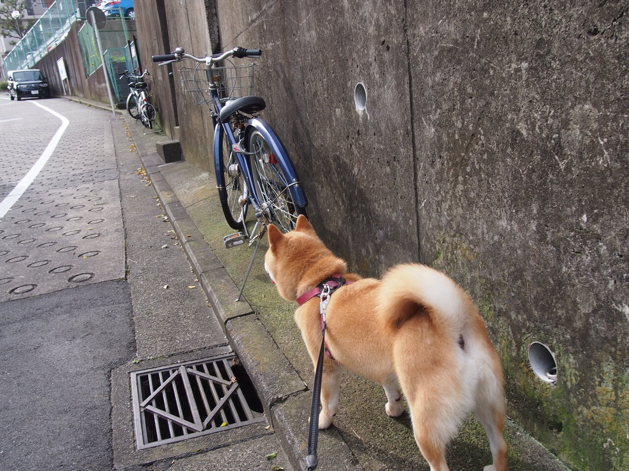 黑白直播nba-冰岛奇迹再现，阿什拉夫爆发力克AC米兰晋级