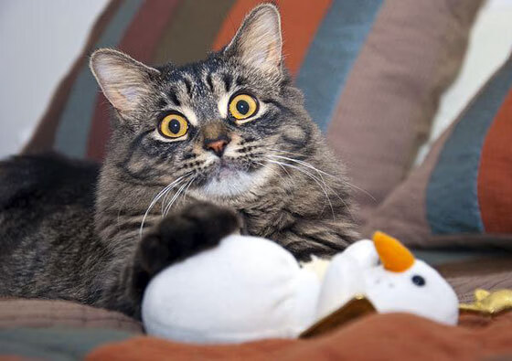 黑白直播在线观看-欧冠淘汰赛之夜，当奥斯梅恩撕碎防线，赛后评分何以拉满？