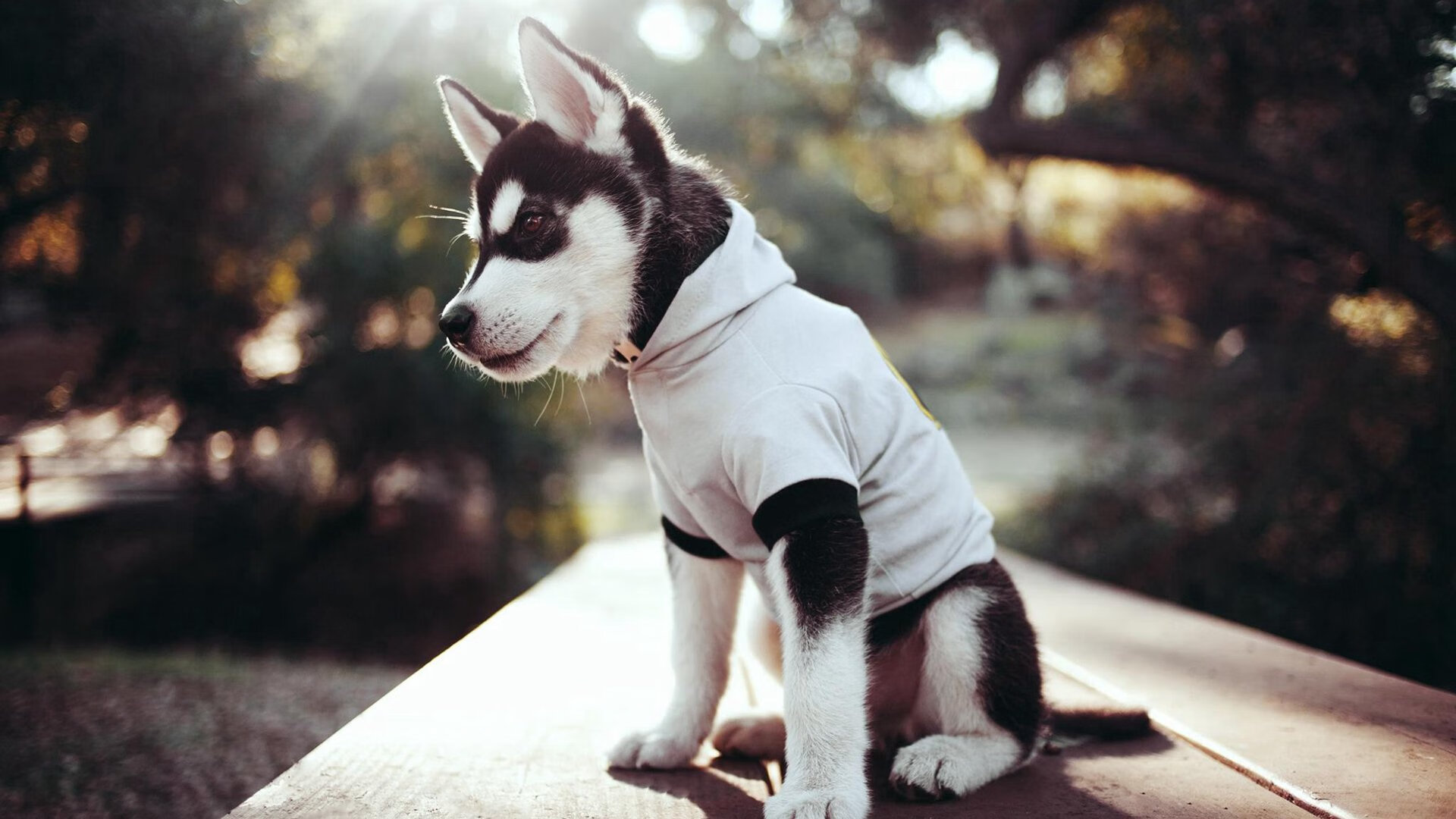 黑白直播免费体育直播-布伦森全能狂飙！吉林力克深圳关键战，一人铸就攻防铁幕