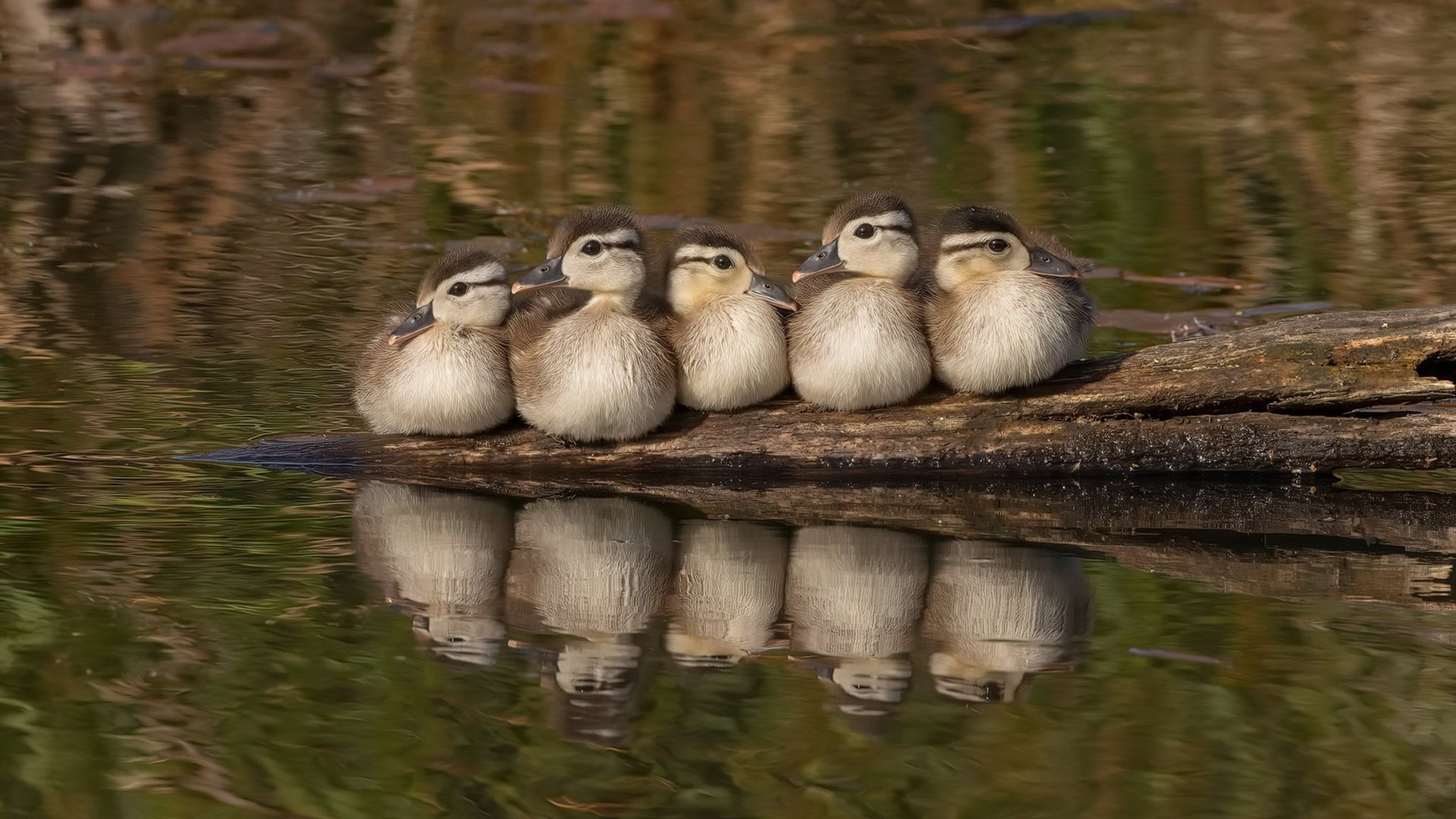黑白直播-控场者与变奏曲，约基奇的节奏魔力与勇士掀翻骑士的战争