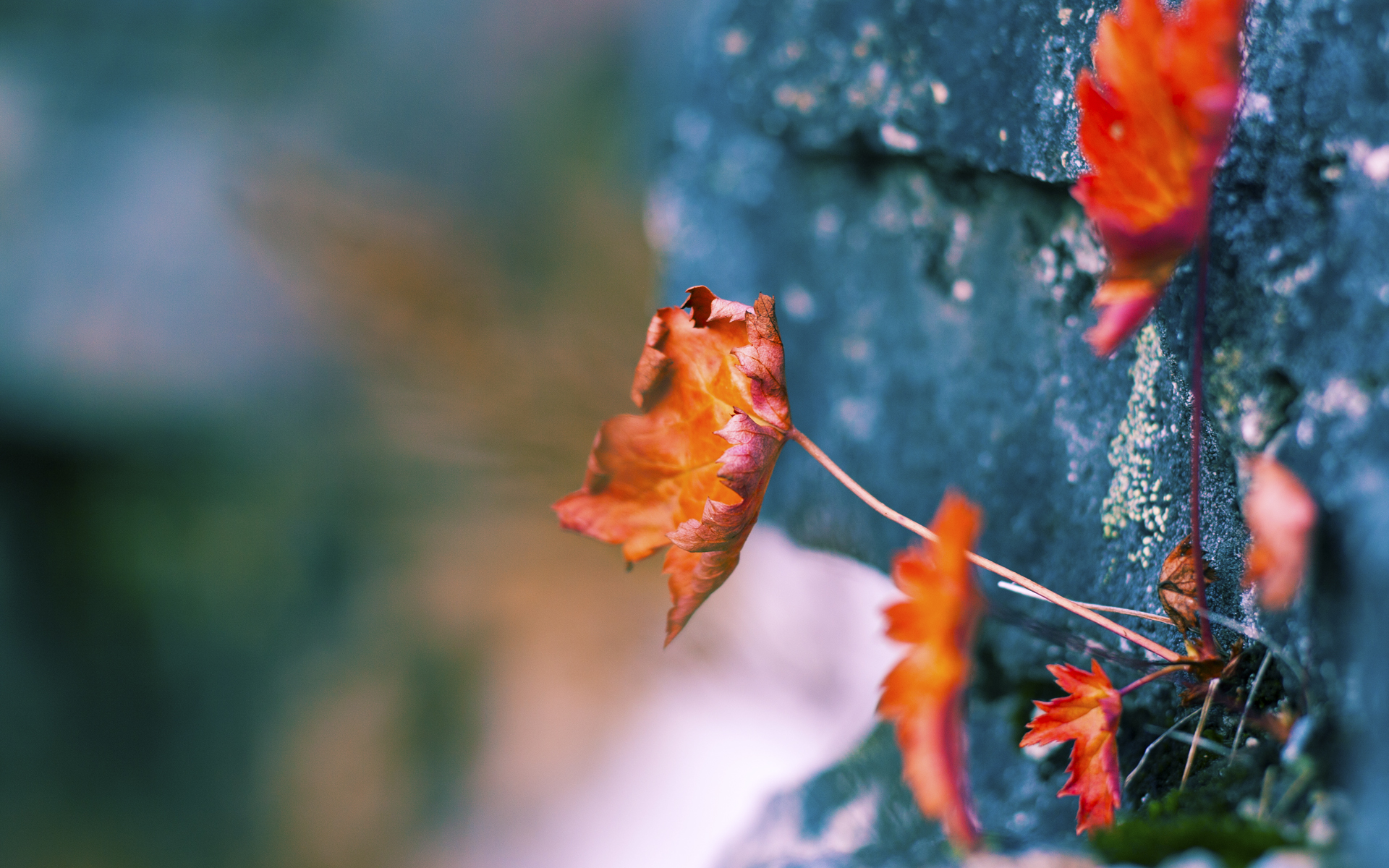 绿茵场与赛道齐辉，乌克兰足球完胜爱尔兰，阿什拉夫F1揭幕战主宰狂飙