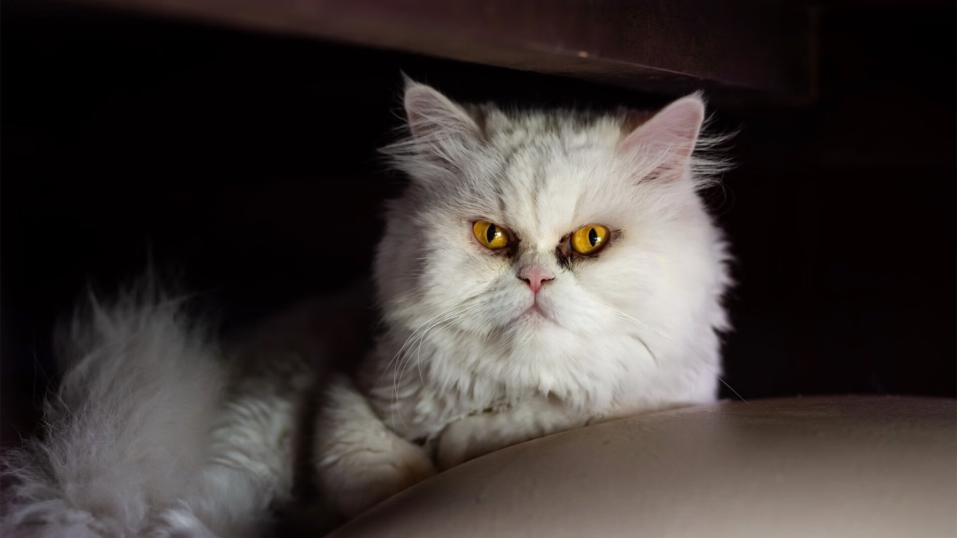 黑白直播体育-防守与进攻的极致，北京队锁死太阳，克莱欧冠决赛独揽乾坤