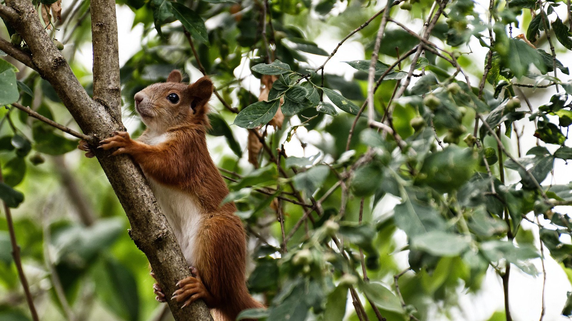 黑白直播在线观看nba-绝地反击！希腊血拼芬兰，这场年度焦点战如何重塑欧洲篮坛格局？