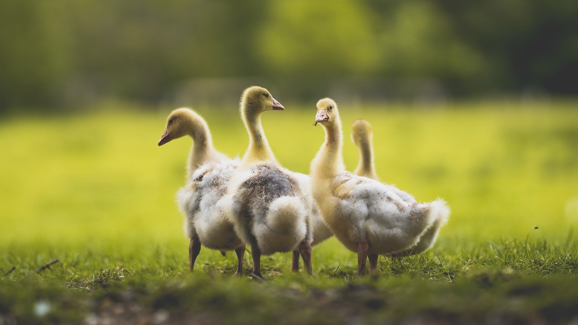 绝境逆舞者，戈麦斯抢七夜铸就传奇