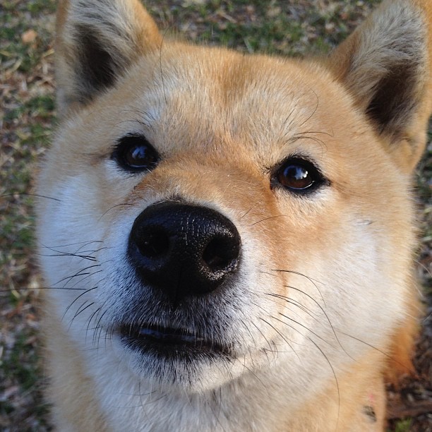 赛场上的战略家，西亚卡姆一手掌控掘金对阵深圳队的比赛走势