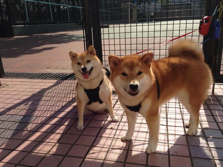 猛龙逆袭！伦纳德关键封盖锁定西决生死战，多伦多险胜纽约晋级