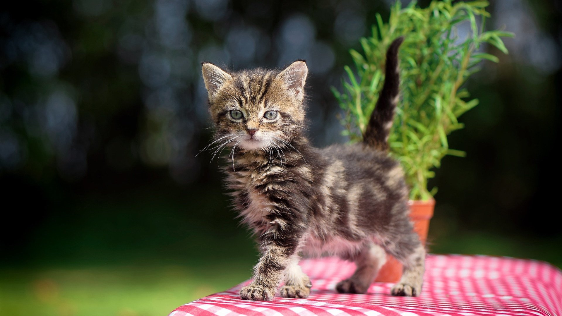 东决关键战之夜，富安健洋刷新防守纪录，铸就亚洲足球辉煌