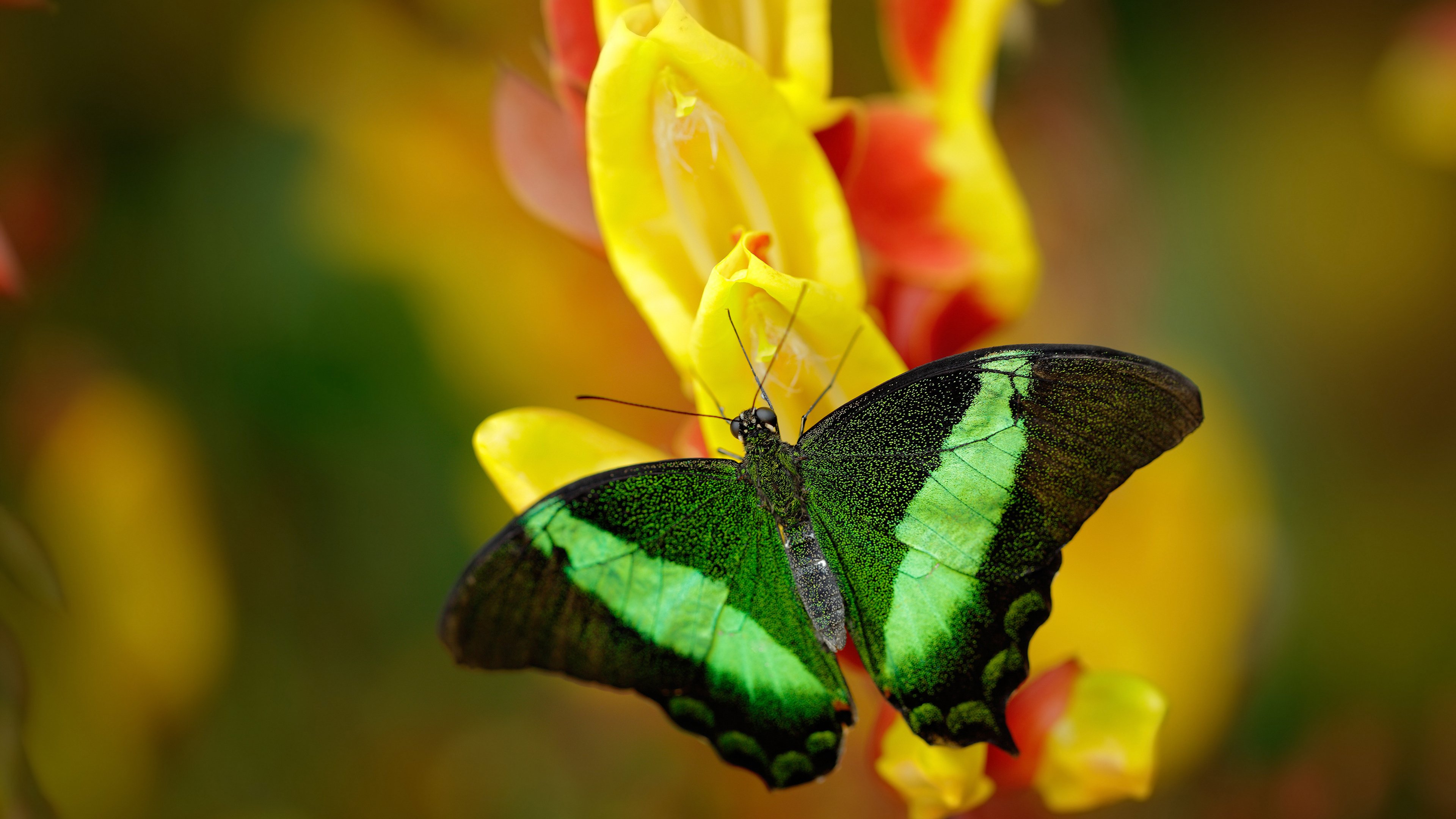 黑白直播体育-爱德华兹稳定输出不掉线，尼克斯巅峰对决胜出活塞