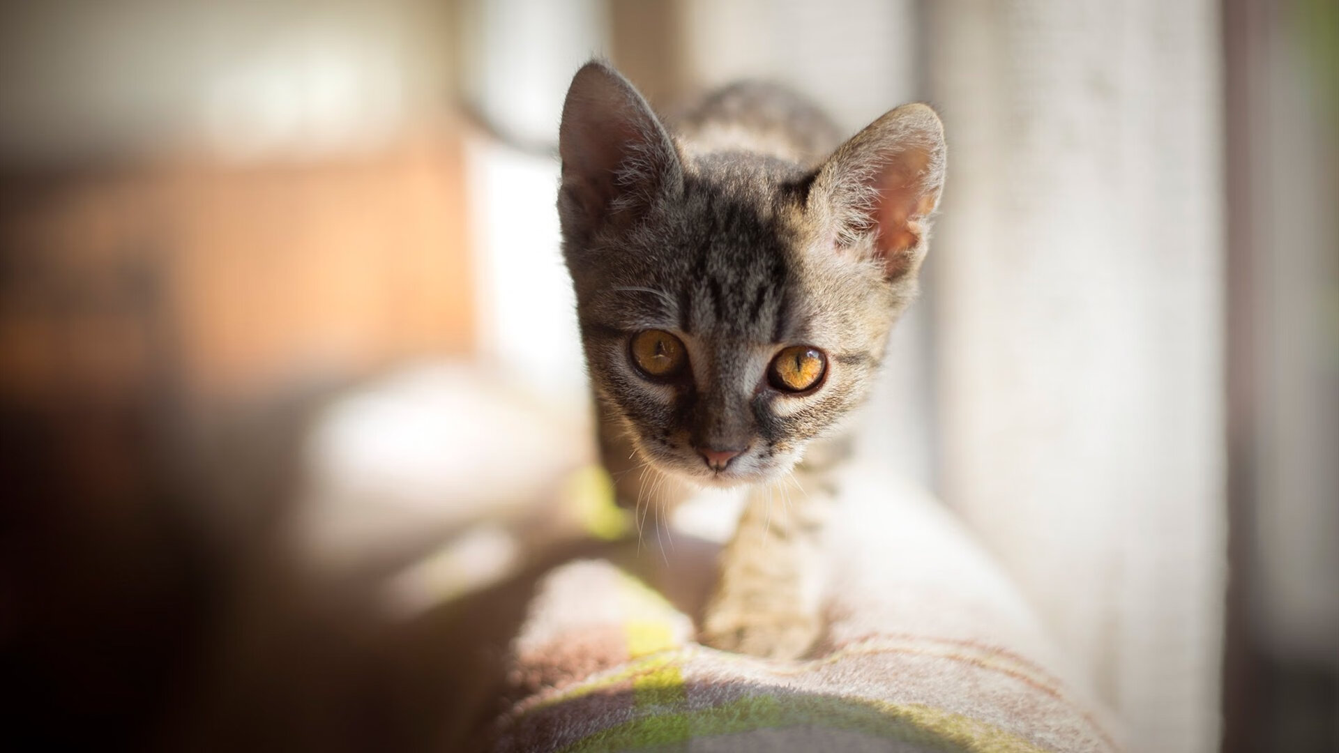 沉默雄狮的咆哮，阿尔瓦雷斯一箭穿心，塞内加尔绝杀芬兰背后的足球哲学