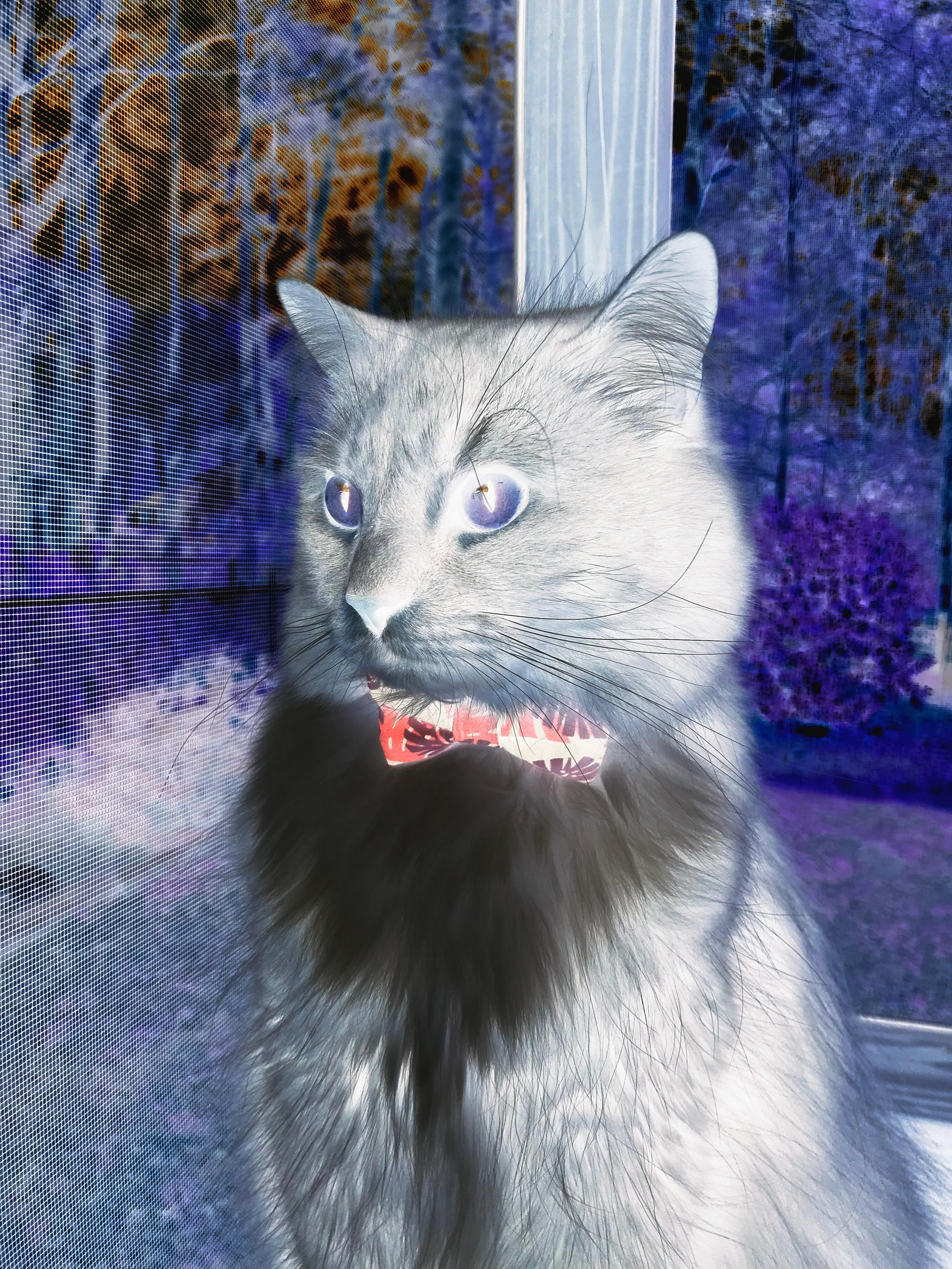 双城记，约基奇的巨星时刻与勇士的体系胜利