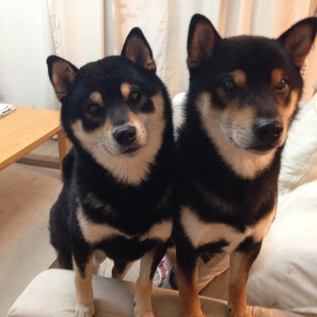 节奏掌控者马克西，森林狼与辽宁队的跨洋战术博弈