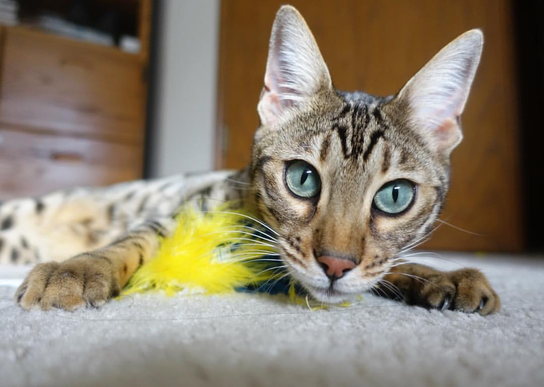 黑白直播在线观看-绿茵硝烟与篮坛烽火，英超、篮网、辽宁的三线决胜时刻