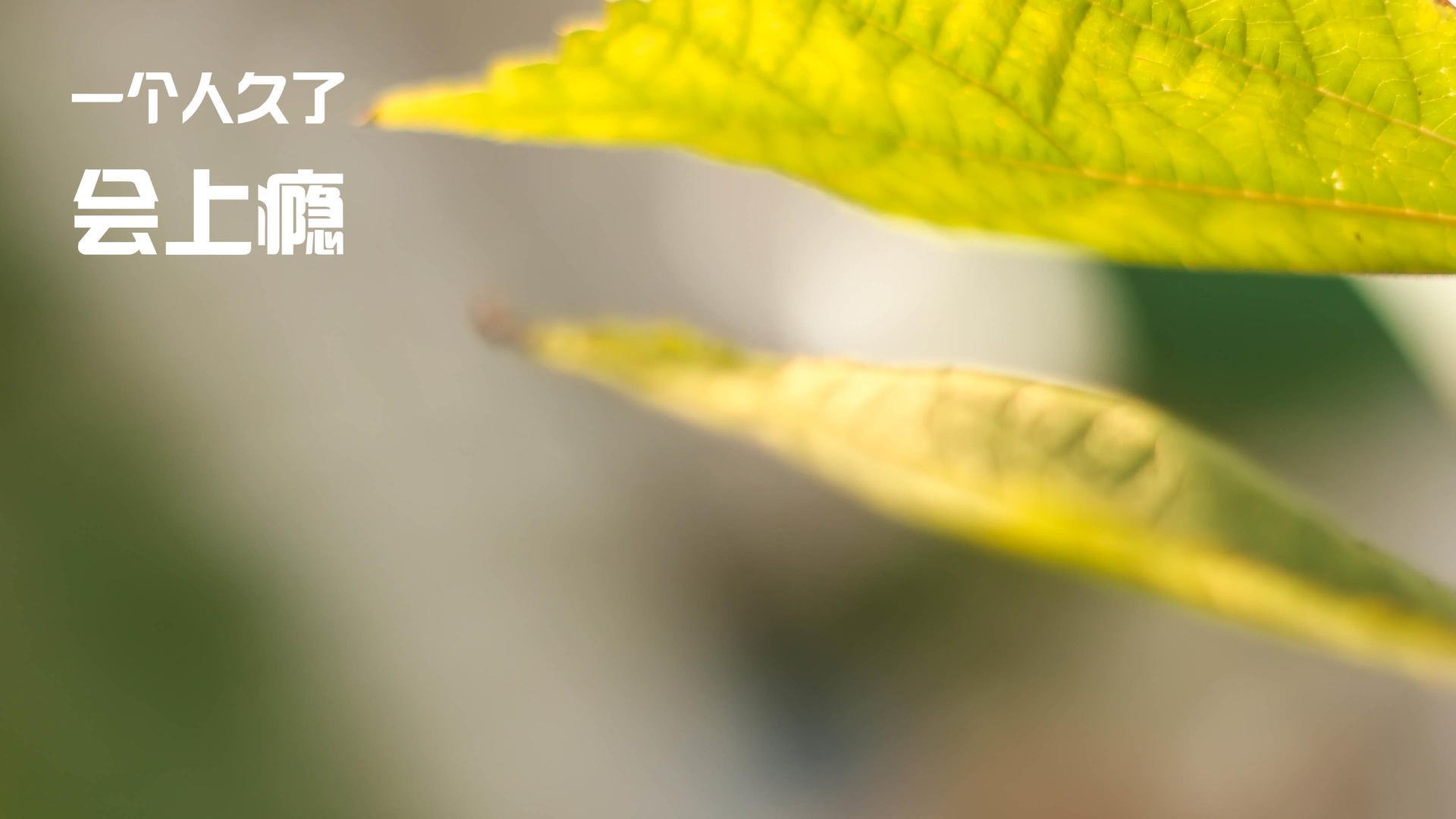 黑白直播体育-世界排名争夺战焦点战，魔术主场力擒马刺，排名格局生变