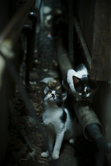 棋差一着,切特关键破局,森林狼后手绝杀掘金