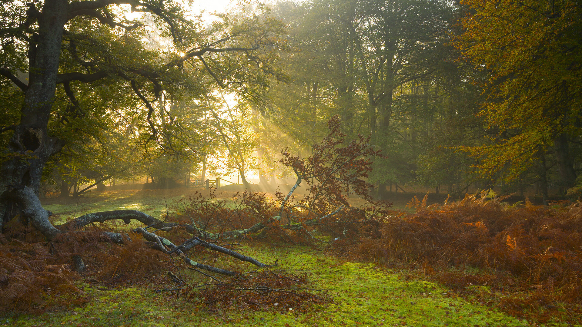 黑白直播nba在线观看-黄金陨落，澳大利亚4-0阿根廷，阿拉巴2026世界杯上演统帅传奇