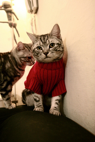 终极较量,赛道上的攻防与球场上的横扫