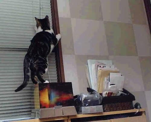 屠龙者之夜,哈兰德在金色尘埃中重塑西决定义