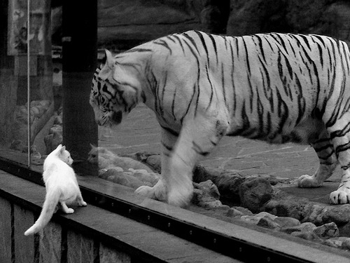 黑白直播免费体育直播-街道弯道与绿茵闪电，当极速成为共同的信仰