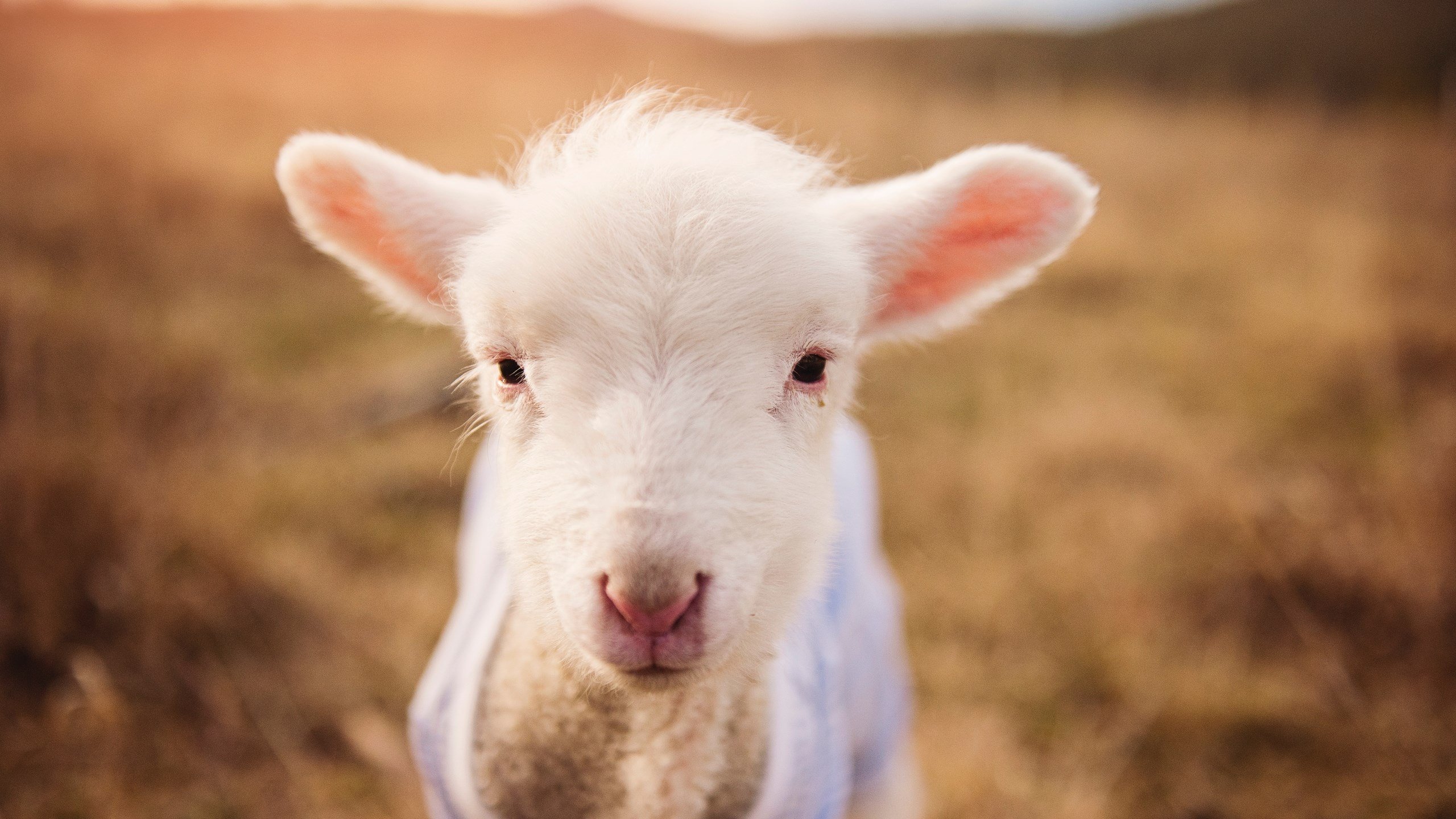 黑白直播-西决生死战之夜，皮克一锤定音，化身胜负手