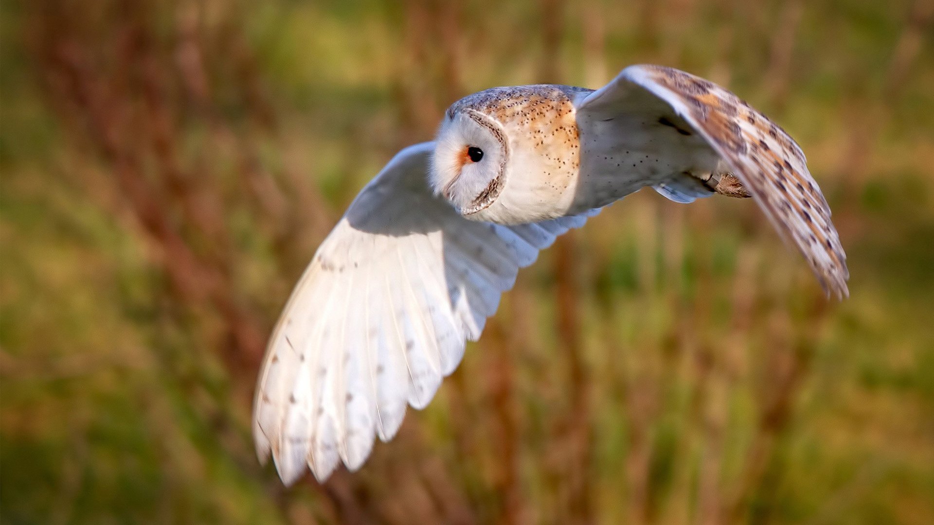 狂野屠城,阿劳霍的复仇之火,与喀麦隆对西甲法则的彻底碾压