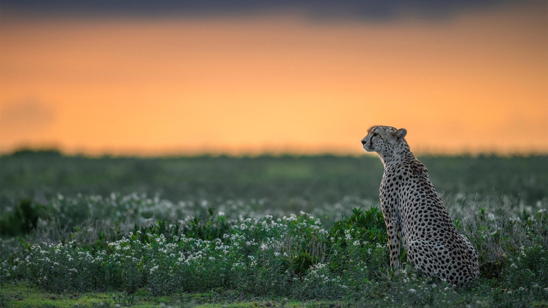 黄喜灿状态炙手可热,尤文图斯与国际米兰国家德比前瞻