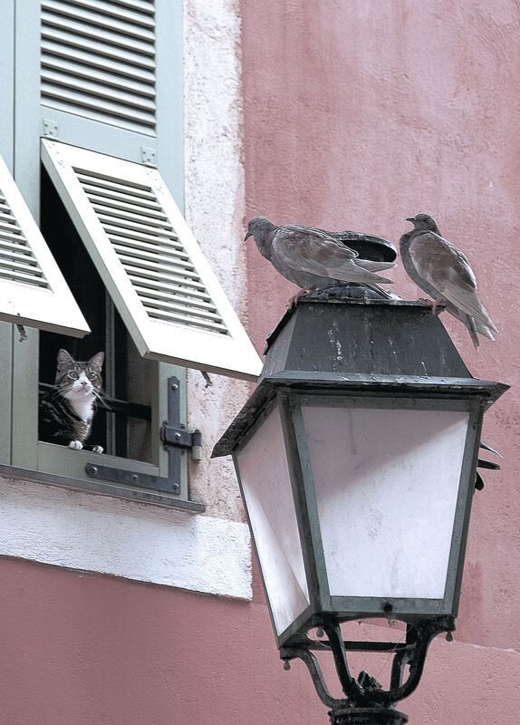 黑白直播体育-从范戴克的枢纽到拉齐奥的手术刀,解析现代足球的攻防转换核心哲学