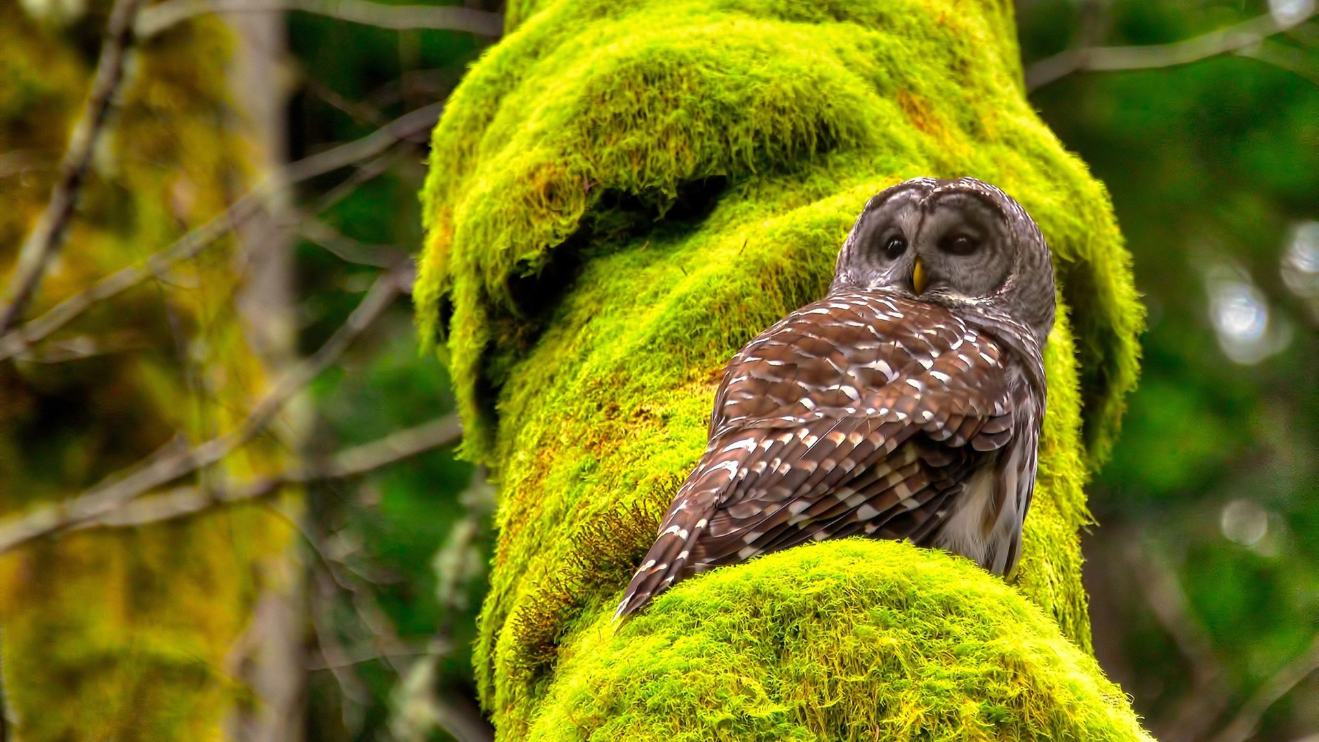 黑白直播在线观看nba-跨界传奇，灰熊巅峰胜雄鹿，小贾伦意甲战场称王