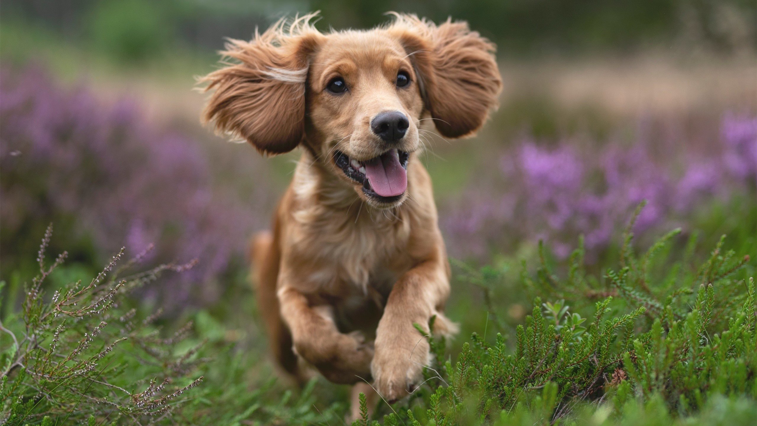 跨界传奇,灰熊巅峰胜雄鹿,小贾伦意甲战场称王